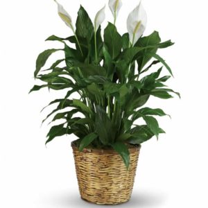 Peace Lily | Wedding Flowers Roswell