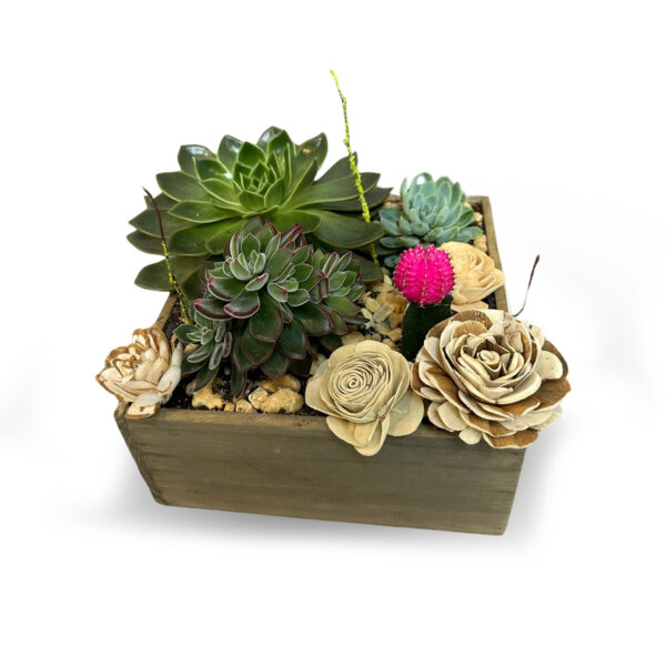 Succulent Garden