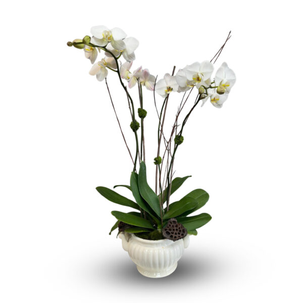 Double Orchid