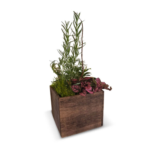 Garden Box
